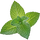 Grüne Minze