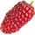 Loganbeere