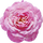 marokkanische Rose