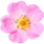Wildrose