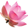 pinker Lotus