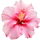 Hibiskus