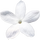 indischer Jasmin