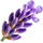 Echter Lavendel