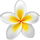 Frangipani