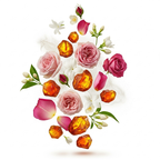 Montale - Roses Musk  Zutaten visualisiert