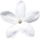 indischer Jasmin-Sambac